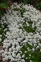 Stream White Sweet Alyssum (Lobularia maritima 'Stream White') at Wiethop Greenhouses