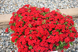Phloxstar Red Annual Phlox (Phlox drummondii 'Phloxstar Red') at Wiethop Greenhouses