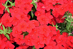 Phloxstar Red Annual Phlox (Phlox drummondii 'Phloxstar Red') at Wiethop Greenhouses