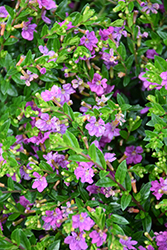 FloriGlory Diana Mexican Heather (Cuphea hyssopifolia 'Wescuflodia') at Wiethop Greenhouses