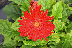 Flori Line Giant Red Gerbera Daisy (Gerbera 'Giant Red') at Wiethop Greenhouses