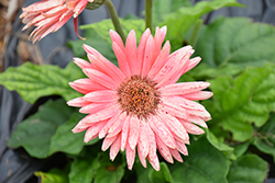 Floriline Midi Light Pink Dark Eye Gerbera Daisy (Gerbera 'Midi Light Pink Dark Eye') at Wiethop Greenhouses