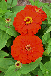 Magellan Scarlet Zinnia (Zinnia 'Magellan Scarlet') at Wiethop Greenhouses