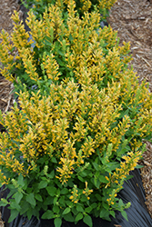 Poquito Butter Yellow Hyssop (Agastache 'TNGAPBY') at Wiethop Greenhouses