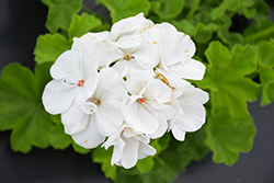 Calliope Medium White Geranium (Pelargonium 'Calliope Medium White') at Wiethop Greenhouses
