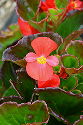 Tophat Scarlet Begonia (Begonia 'Tophat Scarlet') at Wiethop Greenhouses