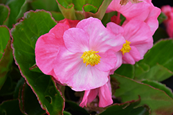 Tophat Pink Begonia (Begonia 'Tophat Pink') at Wiethop Greenhouses