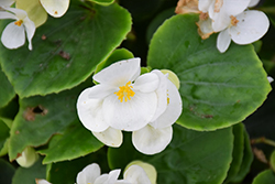 Bada Bing White Begonia (Begonia 'Bada Bing White') at Wiethop Greenhouses