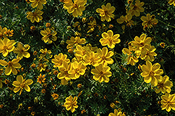 Yellow Sunshine Bidens (Bidens ferulifolia 'Yellow Sunshine') at Wiethop Greenhouses