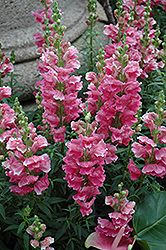 Liberty Classic Rose Pink Snapdragon (Antirrhinum majus 'Liberty Classic Rose Pink') at Wiethop Greenhouses
