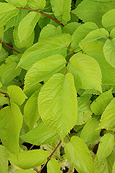 Sun King Japanese Spikenard (Aralia cordata 'Sun King') at Wiethop Greenhouses