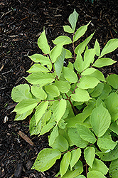 Sun King Japanese Spikenard (Aralia cordata 'Sun King') at Wiethop Greenhouses