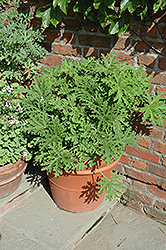 Citrosa Geranium (Pelargonium citrosum) at Wiethop Greenhouses