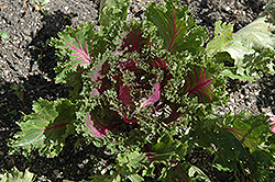 Glamour Red Kale (Brassica oleracea var. acephala 'Glamour Red') at Wiethop Greenhouses