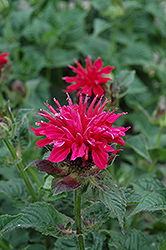 Fireball Beebalm (Monarda didyma 'Fireball') at Wiethop Greenhouses