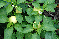 Alma Paprika Pepper (Capsicum annuum 'Alma Paprika') at Wiethop Greenhouses