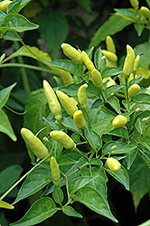 Tabasco Pepper (Capsicum frutescens 'Tabasco') at Wiethop Greenhouses