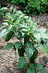 Jalapeno Pepper (Capsicum annuum 'Jalapeno') at Wiethop Greenhouses