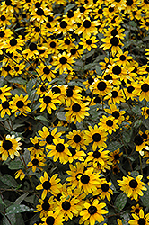 Brown Eyed Susan (Rudbeckia triloba) at Wiethop Greenhouses