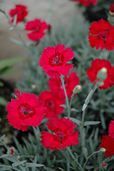 Red Beauty Pinks (Dianthus gratianopolitanus 'Red Beauty') at Wiethop Greenhouses