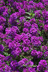 Homestead Purple Verbena (Verbena 'Homestead Purple') at Wiethop Greenhouses