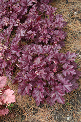 Forever Purple Coral Bells (Heuchera 'Forever Purple') at Wiethop Greenhouses