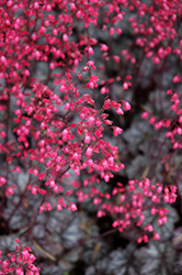 Glitter Coral Bells (Heuchera 'Glitter') at Wiethop Greenhouses