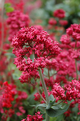 Red Valerian (Centranthus ruber) at Wiethop Greenhouses