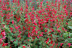 Summer Jewel Red Sage (Salvia 'Summer Jewel Red') at Wiethop Greenhouses