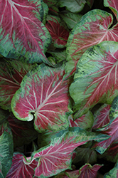 Starburst Caladium (Caladium 'Starburst') at Wiethop Greenhouses