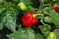 Carolina Reaper Ornamental Pepper (Capsicum chinense 'Carolina Reaper') at Wiethop Greenhouses