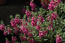 Alonia Big Dark Pink Angelonia (Angelonia angustifolia 'Alonia Big Dark Pink') at Wiethop Greenhouses