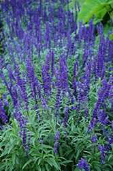 Victoria Blue Salvia (Salvia farinacea 'Victoria Blue') at Wiethop Greenhouses