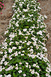 Pacifica XP Polka Dot Vinca (Catharanthus roseus 'Pacifica XP Polka Dot') at Wiethop Greenhouses