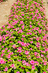 Pacifica XP Punch Vinca (Catharanthus roseus 'Pacifica XP Punch') at Wiethop Greenhouses