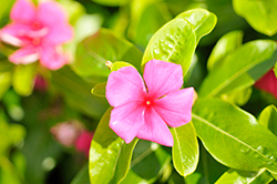 Pacifica XP Punch Vinca (Catharanthus roseus 'Pacifica XP Punch') at Wiethop Greenhouses