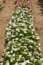 Pacifica XP White Vinca (Catharanthus roseus 'Pacifica XP White') at Wiethop Greenhouses