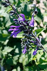 Bodacious Rhythm And Blues Sage (Salvia guaranitica 'Rhythm And Blues') at Wiethop Greenhouses