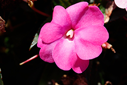 SunPatiens Compact Hot Pink New Guinea Impatiens (Impatiens 'SAKIMP061') at Wiethop Greenhouses