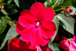 SunPatiens Compact Rose Glow New Guinea Impatiens (Impatiens 'SAKIMP061') at Wiethop Greenhouses
