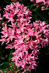 Starcluster Pink Star Flower (Pentas lanceolata 'Starcluster Pink') at Wiethop Greenhouses