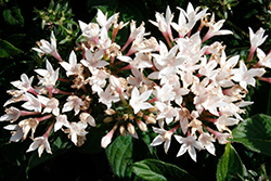 Starcluster White Star Flower (Pentas lanceolata 'Starcluster White') at Wiethop Greenhouses