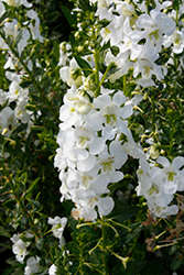 Alonia Big Snow Angelonia (Angelonia angustifolia 'Alonia Big Snow') at Wiethop Greenhouses