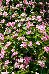 Pacifica XP Icy Pink Vinca (Catharanthus roseus 'Pacifica XP Icy Pink') at Wiethop Greenhouses