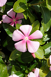Pacifica XP Icy Pink Vinca (Catharanthus roseus 'Pacifica XP Icy Pink') at Wiethop Greenhouses