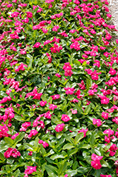 Cora Cascade Bright Rose Vinca (Catharanthus roseus 'Cora Cascade Bright Rose') at Wiethop Greenhouses