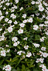 Cora Cascade Polka Dot Vinca (Catharanthus roseus 'Cora Cascade Polka Dot') at Wiethop Greenhouses