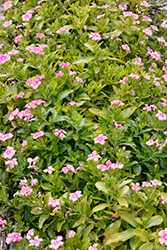 Cora Cascade Shell Pink Vinca (Catharanthus roseus 'Cora Cascade Shell Pink') at Wiethop Greenhouses