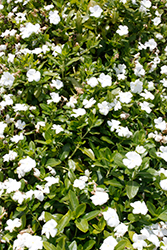 Cora Cascade White Vinca (Catharanthus roseus 'Cora Cascade White') at Wiethop Greenhouses