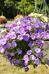 Easy Wave Lavender Sky Blue Petunia (Petunia 'Easy Wave Lavender Sky Blue') at Wiethop Greenhouses